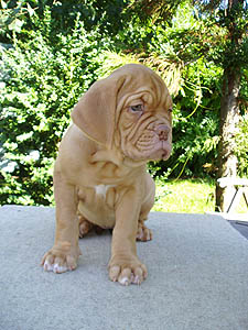 Zamba 8 weeks